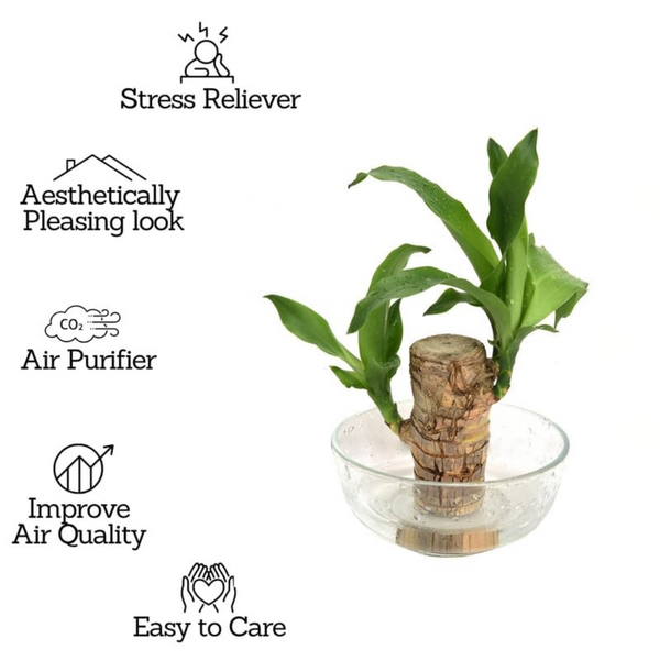 🌱Lucky Brazil Wood Potted Plant 🔥 60%OFF