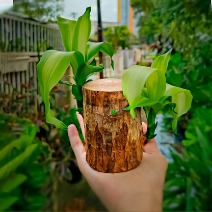 🌱Lucky Brazil Wood Potted Plant 🔥 60%OFF