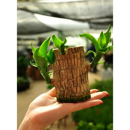 🌱Lucky Brazil Wood Potted Plant 🔥 60%OFF