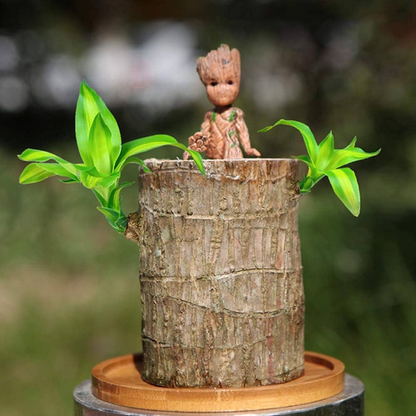 🌱Lucky Brazil Wood Potted Plant 🔥 60%OFF