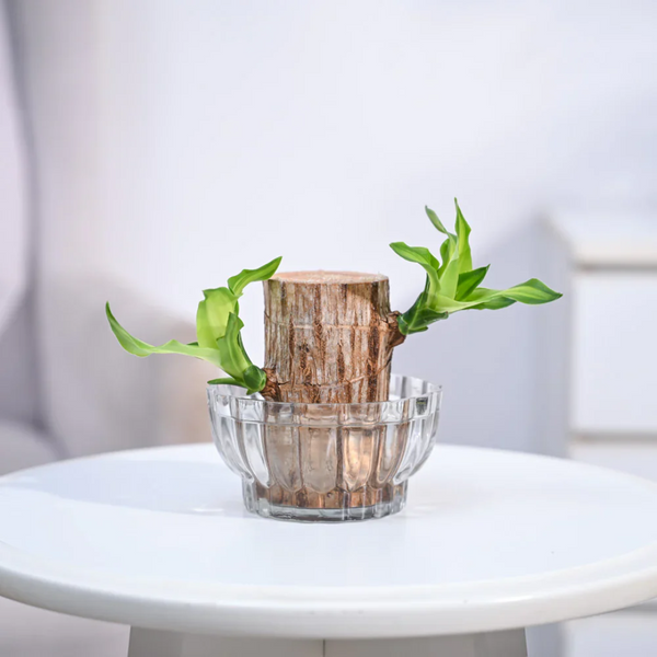 🌱Lucky Brazil Wood Potted Plant 🔥 60%OFF