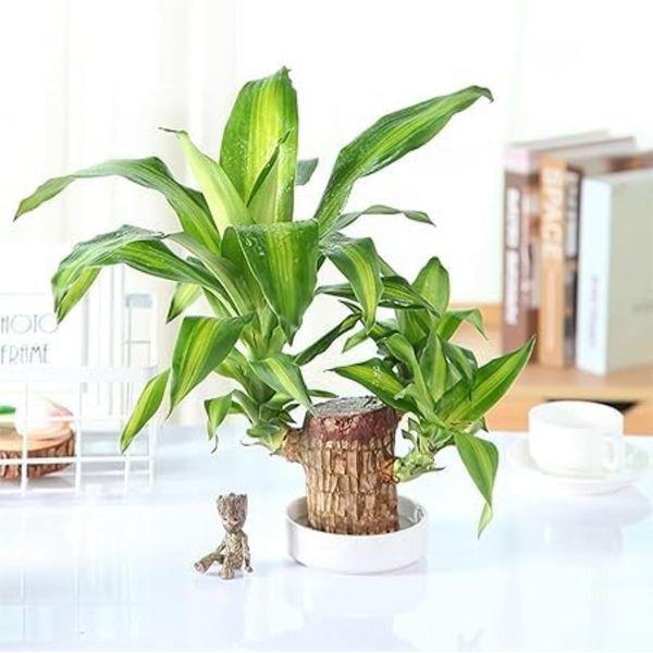 🌱Lucky Brazil Wood Potted Plant 🔥 60%OFF